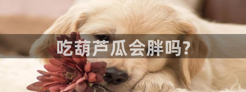 51吃瓜今日吃瓜官网最新：吃葫芦瓜会胖吗?
